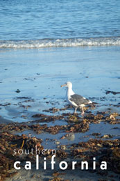 Postcard Southern California Beach Seagull