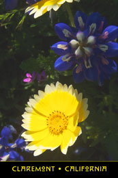 Postcard Rancho Santa Ama Botanic Garden