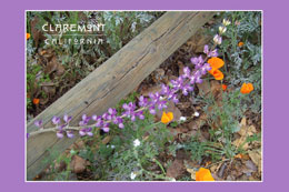 Postcard Rancho Santa Ama Botanic Garden