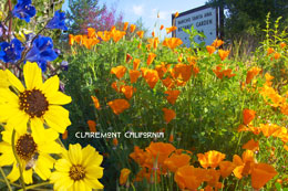 Postcard Rancho Santa Ama Botanic Garden
