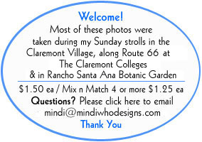 PhotoArt of Claremont CA by Mindiwho Designs.com